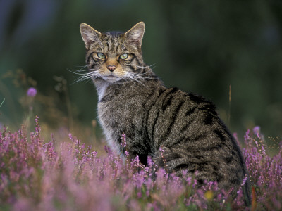Wild Cat Portrait Amongst Heather, Cairngorms National Park, Scotland, Uk by Pete Cairns Pricing Limited Edition Print image