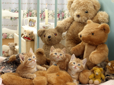 Domestic Cat, Three Kittens In Cot With Teddy Bears by Jane Burton Pricing Limited Edition Print image