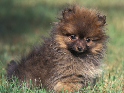 Pomeranian Puppy On Grass by Adriano Bacchella Pricing Limited Edition Print image