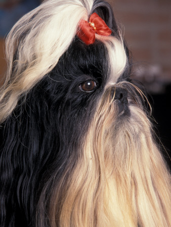 Shih Tzu Profile With Hair Tied Up by Adriano Bacchella Pricing Limited Edition Print image