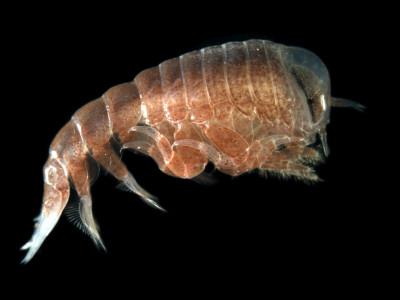 Hyperiid Amphipod From Korsfjorden, Norway, Caught At Around 350M, Deep Sea Atlantic Ocean by David Shale Pricing Limited Edition Print image