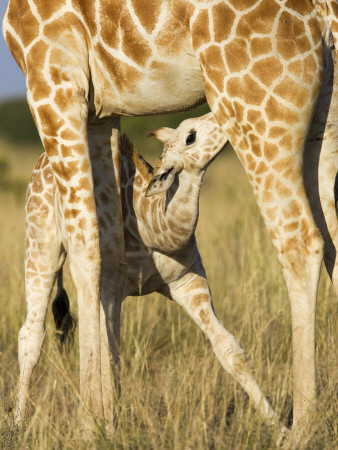 Reticulated Giraffe, Suckling Young, Laikipia, Kenya by Tony Heald Pricing Limited Edition Print image