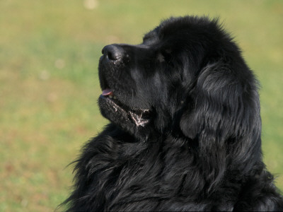 Black Newfoundland Looking Up by Adriano Bacchella Pricing Limited Edition Print image