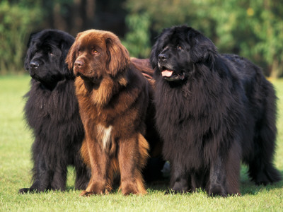 Domestic Dogs, Three Newfoundland Dogs Standing Together by Adriano Bacchella Pricing Limited Edition Print image