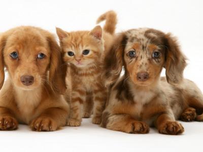 Miniature Long-Haired Dachshund Puppies With British Shorthair Red Tabby Kitten by Jane Burton Pricing Limited Edition Print image