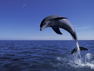 Bottlenose Dolphin Leaping, Bahamas by John Downer Pricing Limited Edition Print image