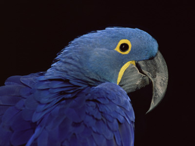 Hyacinth Macaw by Lynn M. Stone Pricing Limited Edition Print image