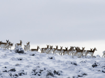 Pronghorn Antelope, Herd In Snow, Southwestern Wyoming, Usa by Carol Walker Pricing Limited Edition Print image