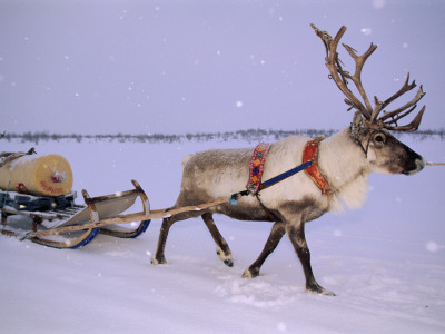 Reindeer, Pulling Sledge, Saami Easter, Norway by Staffan Widstrand Pricing Limited Edition Print image