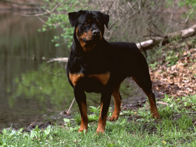 Rottweiler Dog In Woodland, Usa by Lynn M. Stone Pricing Limited Edition Print image
