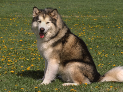Alaskan Malamute Dog, Usa by Lynn M. Stone Pricing Limited Edition Print image