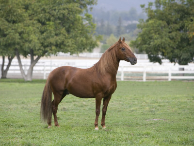 Chestnut Paso Fino Stallion, Ojai, California, Usa by Carol Walker Pricing Limited Edition Print image