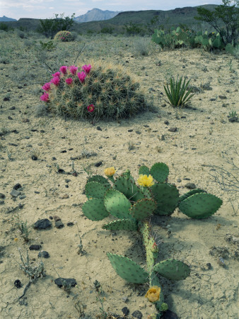 Big Bend National Park, Chihuahuan Desert, Texas, Usa Strawberry Cactus And Prickly Pear Cactus by Rolf Nussbaumer Pricing Limited Edition Print image