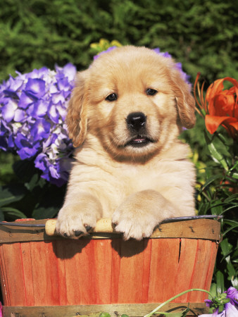 Golden Retriever Puppy In Bucket (Canis Familiaris) Illinois, Usa by Lynn M. Stone Pricing Limited Edition Print image