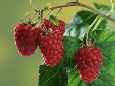 Raspberries by Petra Wegner Pricing Limited Edition Print image