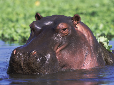 Hippopotamus Head Above Water, Kruger National Park, South Africa by Tony Heald Pricing Limited Edition Print image