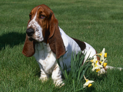 Basset Hound, Usa by Lynn M. Stone Pricing Limited Edition Print image