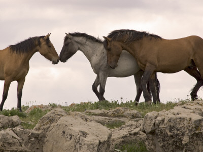 Mustang / Wild Horse Red Dun Stallion Sniffing Mare's Noses, Montana, Usa Pryor by Carol Walker Pricing Limited Edition Print image