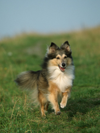 Sheltie / Shetland Sheepdog Running by Petra Wegner Pricing Limited Edition Print image