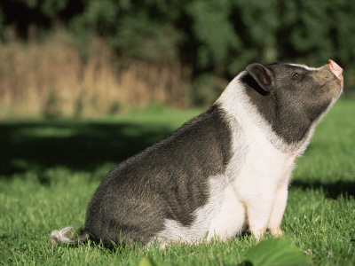 Pot Bellied Pig Sitting, Usa by Lynn M. Stone Pricing Limited Edition Print image