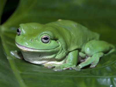 Green Tree Frog (Litoria Caerulea) On Leaf, Northern Territory, Australia by Steven David Miller Pricing Limited Edition Print image