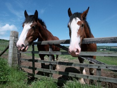 Domestic Horses, Looking Over Fence, Yorkshire, Uk by De Meester Pricing Limited Edition Print image
