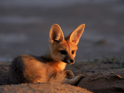 Cape Fox, Kalahari Gemsbok National Park, S Africa by Tony Heald Pricing Limited Edition Print image
