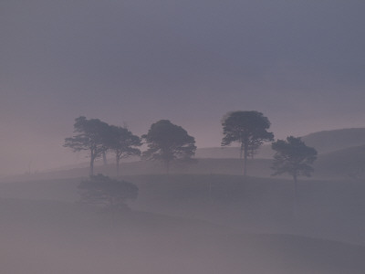 Scots Pine Trees In Mist, Abernethy Forest, Inverness-Shire, Scotland, Uk by Niall Benvie Pricing Limited Edition Print image