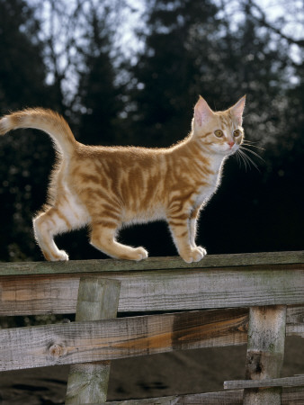 Domestic Cat, Ginger Kitten On Fence by Jane Burton Pricing Limited Edition Print image