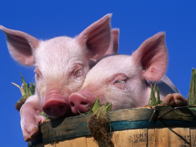 Domestic Piglets, In Bucket, Usa by Lynn M. Stone Pricing Limited Edition Print image