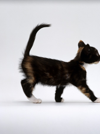 Domestic Cat, 7-Week Tortoiseshell Kitten Walking Profile by Jane Burton Pricing Limited Edition Print image