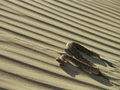Sahara Horned Viper, Side Winding Up Desert Sand Dune, Morocco by James Aldred Pricing Limited Edition Print image