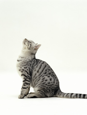 Domestic Cat, 5-Month Silver Spotted Shorthair Male, Sitting Looking Up, Back Hunched by Jane Burton Pricing Limited Edition Print image