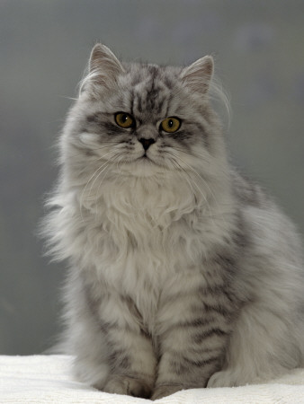 Domestic Cat, Silver Tabby Chinchilla-Cross-Persian In Full Coat by Jane Burton Pricing Limited Edition Print image