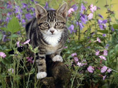Domestic Cat, Tabby Kitten Among Red Campion With Ivy-Leaved Bellflower And Hedge Woundwort by Jane Burton Pricing Limited Edition Print image