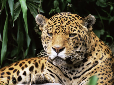 Jaguar Portrait, South America by Pete Oxford Pricing Limited Edition Print image