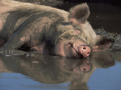 Domestic Pig Wallowing In Mud, Usa by Lynn M. Stone Pricing Limited Edition Print image