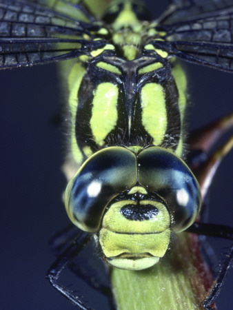Southern Hawker Dragonfly (Aeshna Cyanea) Male, Close-Up Of Eyes, Uk by Kim Taylor Pricing Limited Edition Print image