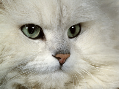 Domestic Cat, Chinchilla Persian Portrait by Jane Burton Pricing Limited Edition Print image