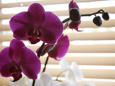 Purple Orchids Ii by Nicole Katano Pricing Limited Edition Print image