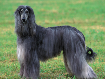 Grey Afghan Hound Body Portrait by Adriano Bacchella Pricing Limited Edition Print image