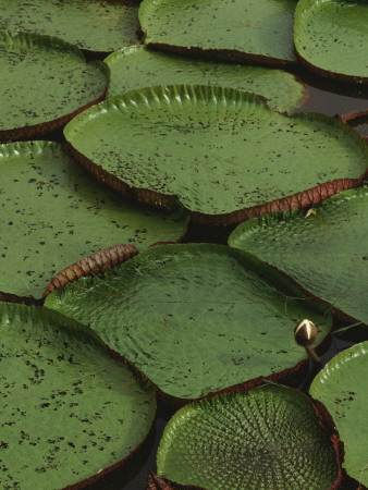 Royal Water Lily Leaves, World's Largest Lily, Brazil by Staffan Widstrand Pricing Limited Edition Print image