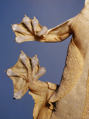 Feet Of A Flying Gecko by Jane Burton Pricing Limited Edition Print image