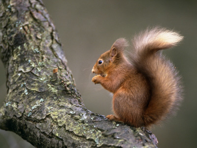 Red Squirrel, Angus, Scotland, Uk by Niall Benvie Pricing Limited Edition Print image