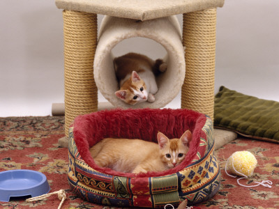 Domestic Cat, 12-Week Kittens Settled Into New Home, With Bed And Leisure / Play Centre And Toys by Jane Burton Pricing Limited Edition Print image