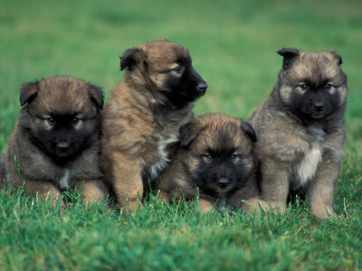 Domestic Dogs, Belgian Malinois / Shepherd Dog Puppies Sitting / Lying Together by Adriano Bacchella Pricing Limited Edition Print image