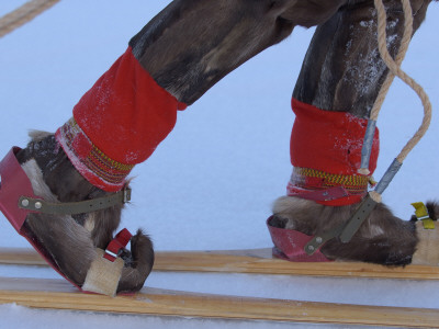 Saami Shoes And Skis, Stora Sjofallet National Park, Lapland, Sweden by Staffan Widstrand Pricing Limited Edition Print image