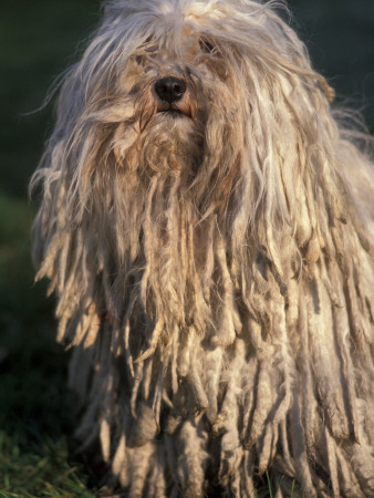 Puli / Hungarian Water Dog Portrait by Adriano Bacchella Pricing Limited Edition Print image