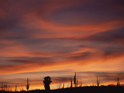 Cardon Cactus And Palm Tree Silhouette At Sunset, Baja California, Mexico by Jurgen Freund Pricing Limited Edition Print image