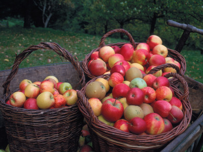 Baskets With Apples (Malus Domesticus) Europe by Reinhard Pricing Limited Edition Print image